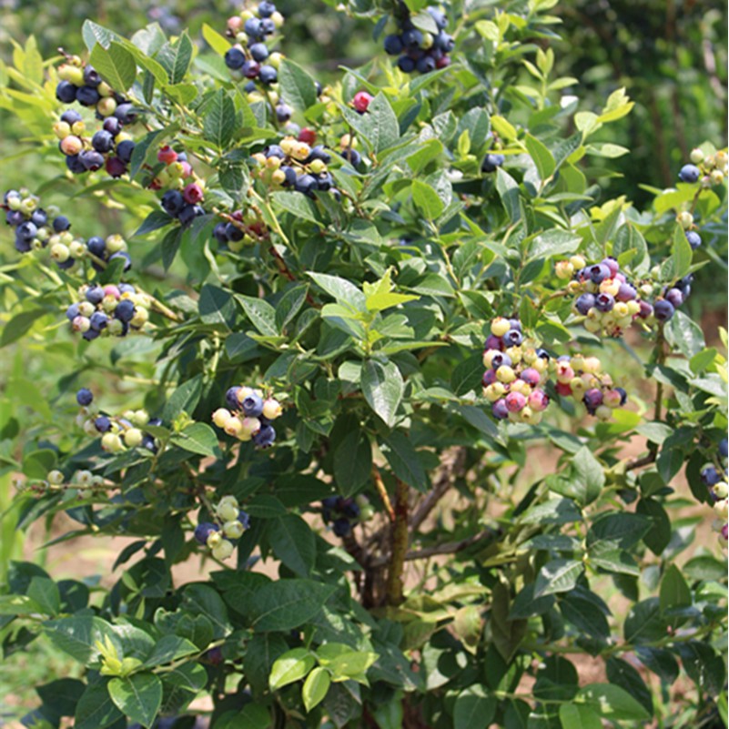 50 hạt giống Việt quất xanh trồng trong chậu - Việt quất Blueberry Seed 50 viên HOT