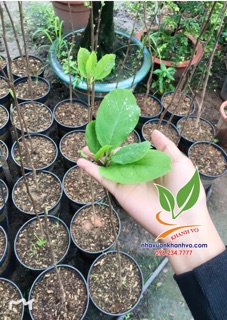 Cây giống Hoa Mộc Lan