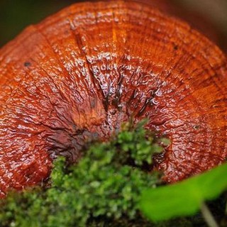 Bột Nấm Linh Chi Cao Cấp 100g