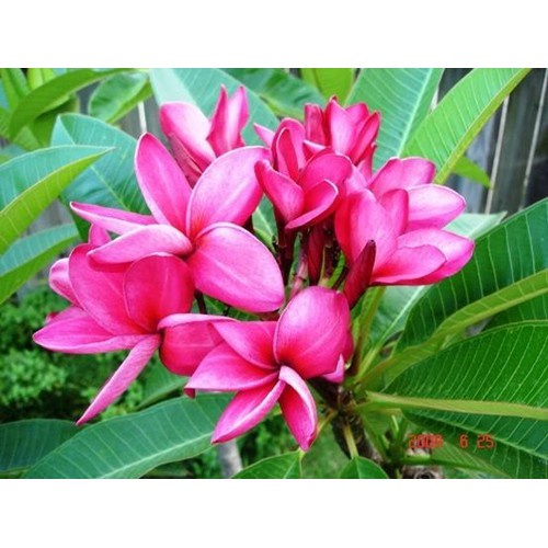 CÂY HOA ĐẠI ĐỎ (hoa sứ đại đỏ)