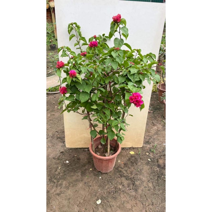 Cây hoa Giấy Đỏ Kép cây size to, hoa lá xum xuê , leo ban công, mái nhà, tạo bonsai cực đẹp