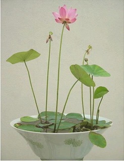 Hạt sen Nhật 100k/10 hạt