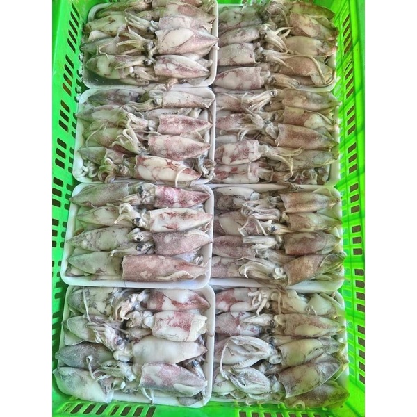 Mực ống tươi 1kg ngon ngọt ❤️ GIÒN NGON❤️ 1kg xào , hấp , thả lẩu