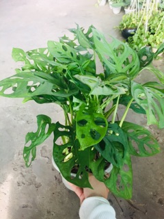 TRẦU BÀ LÁ LỔ