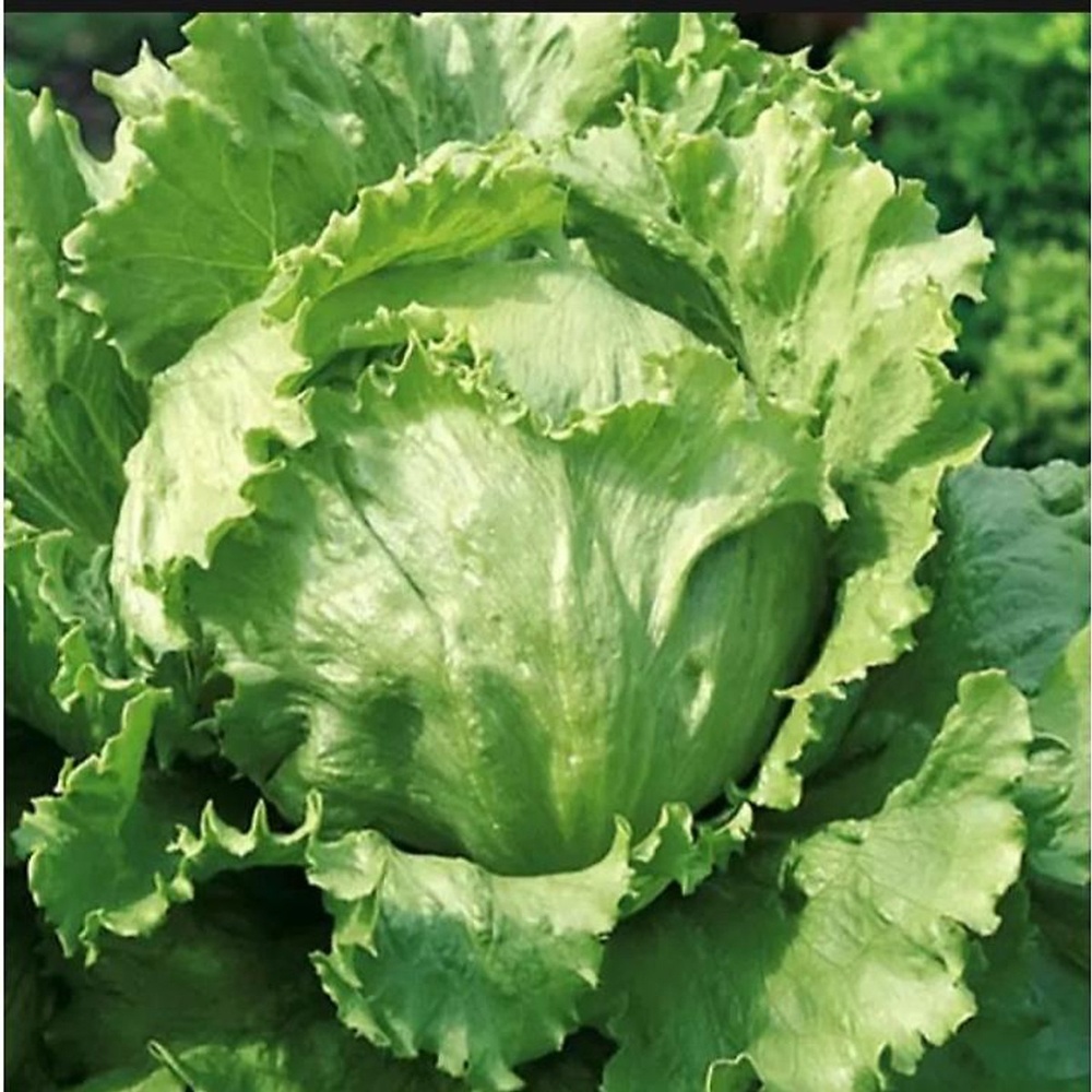 Hạt Giống Xà Lách Minetto No.4 Phú Nông - 1g