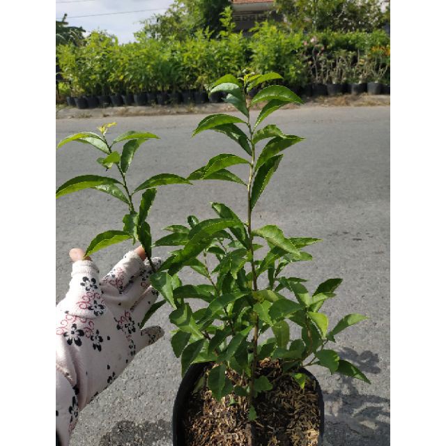 Caykiengsadec - Cây Hoa Lài Nhật, Nhài Nhật