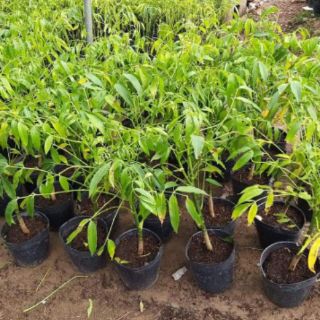 cây giống cóc thái