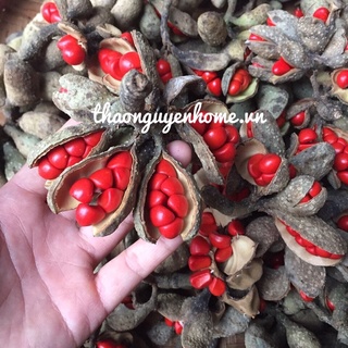 Hạt dổi rừng, dổi nếp siêu thơm ( 10 hạt)