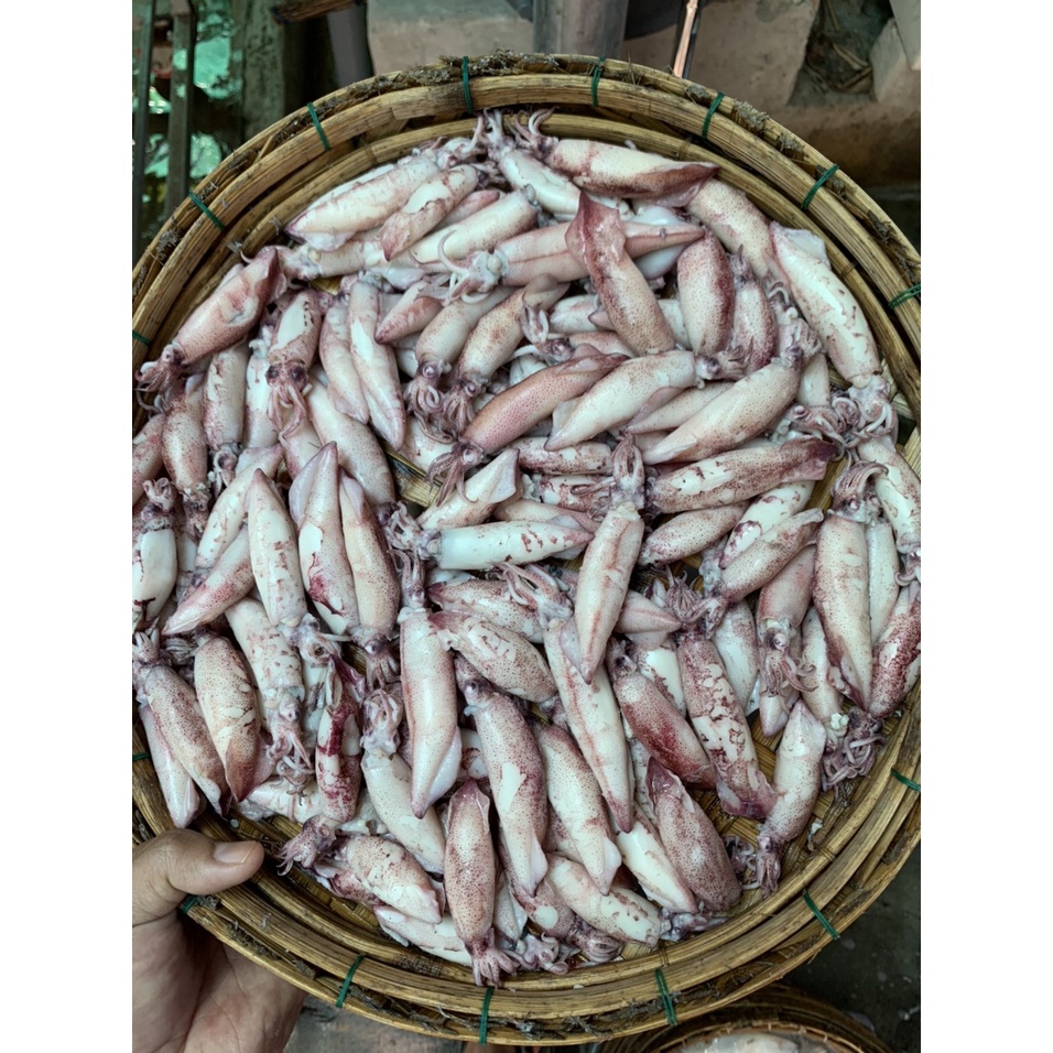 Mực Trứng Hấp Size 5-7cm Phân Phối Mực Hấp Không Trung Gian
