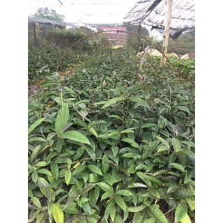 Com bo 10 cây giống ba kích