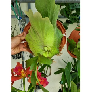 Cây ổ rồng - cây đã thuần dưỡng (Platycerium grande)