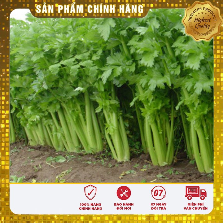 Hạt giống cần tây Mỹ LUCKY SEED