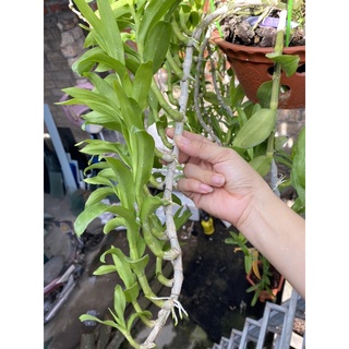 Hoa lan Phi điệp các vùng miền (Hàng ươm kie)