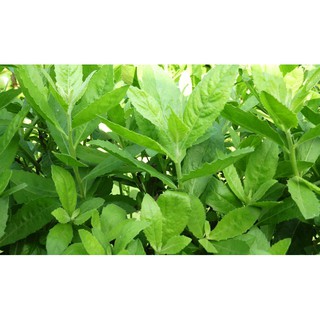 Cây Rau bầu đất (freeship)