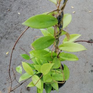 CÂY LAN CẨM CÙ (Màu đỏ)