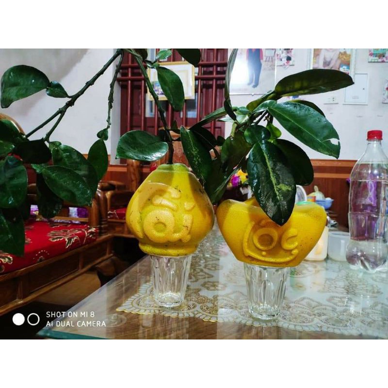 Khuôn tạo hình trái bưởi. lê .táo .ổi
