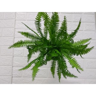 Cành Dương Xỉ Nốt Nhạc Dài 40-50cm