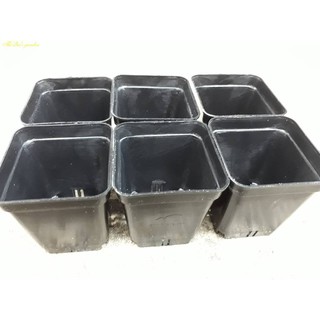 Chậu vuông đen size 7x7cm (set 50 cái)