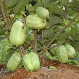 Ổi không hạt trồng chậu