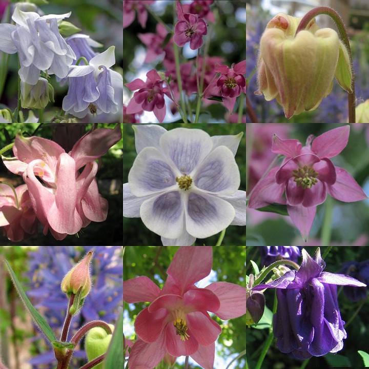 Hạt Giống Hoa Lan Chuông (Bồ Câu) 50 Hạt