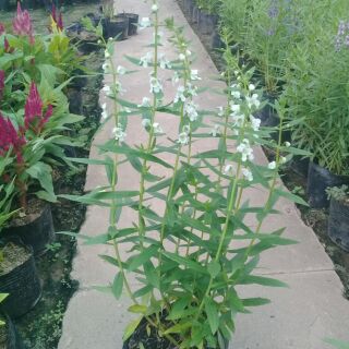 Combo 3 bầu violet nhật màu trắng