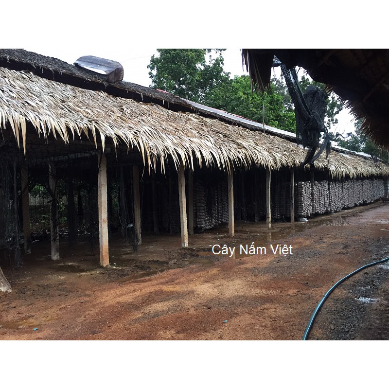 Nấm linh chi đỏ Việt Nam 500g (Nguyên bào tử) - Cây Nấm Việt | BigBuy360 - bigbuy360.vn