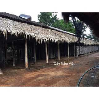 Nấm Linh Chi Đỏ Việt Nam
