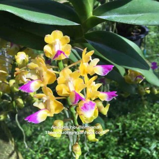 lan hoàng nhạn cây giống tháng 4 -10k/cay