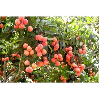 CÂY GIỐNG VẢI KHÔNG HẠT 39K