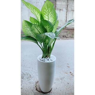 Chậu Cây Vạn Niên Thanh Lơn