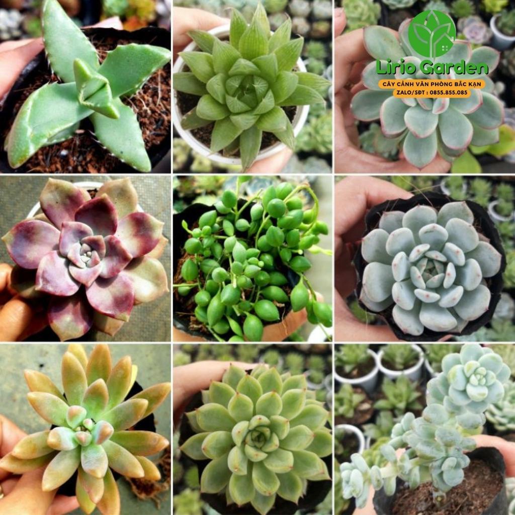combo 10 cây Sen đá size bầu kích thước 7-9cm