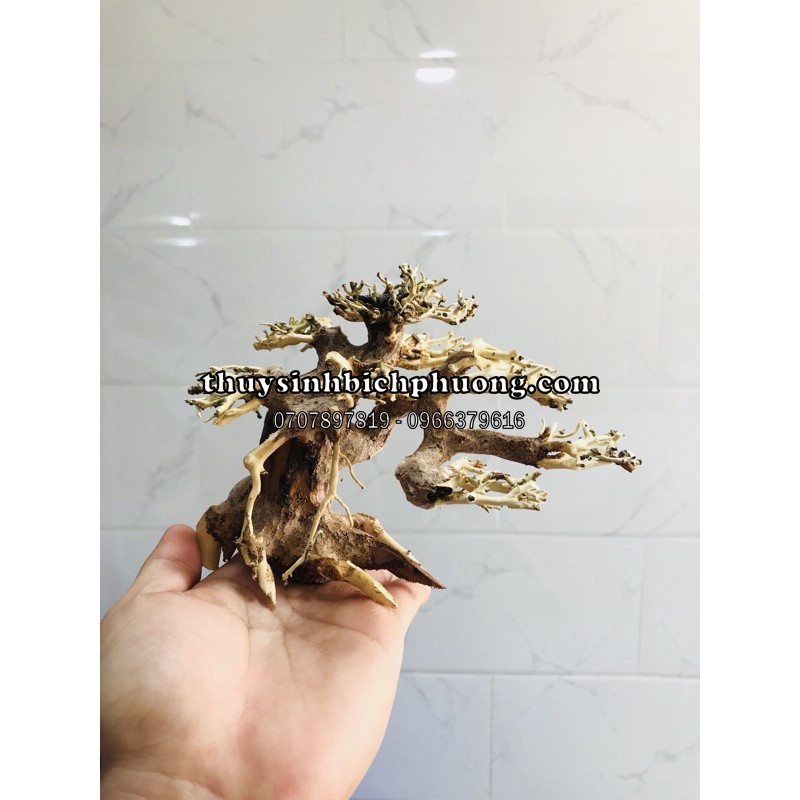 BONSAI LŨA GỖ MINI DÙNG CHO HỒ 20CM-40CM | THIẾT KẾ CỔ THỤ CHO HỒ THUỶ SINH