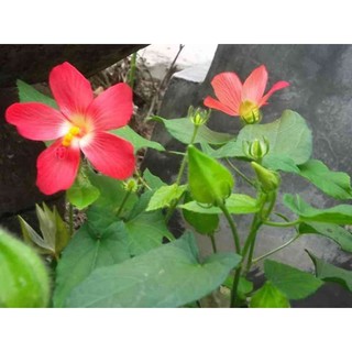 Cây sâm bố chính