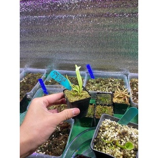 cỏ giấy longifolia, utricularia Longifolia