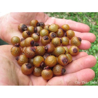 Quả bồ hòn khô