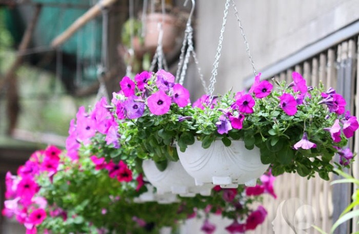 Bộ 5 chậu nhựa chảo treo dây sắt trồng hoa màu trắng đường kính 28cm