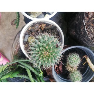 combo xương rồng;