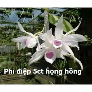 Phi điệp họng hồng 60-70 cm
