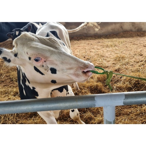 Vòng xỏ mũi bò nhựa Dương ninh có chốt VM19