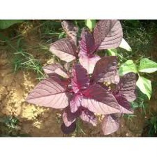 G15-Gói 1000 hạt giống rau dền đỏ LÁ LIỄU cao sản