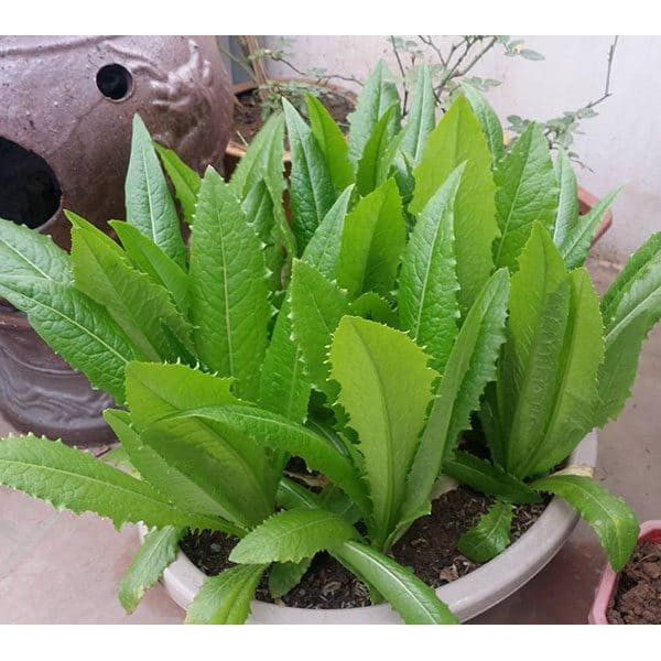 Hạt giống rau Diếp Thơm - Gói 5 gram - Dễ nảy mầm