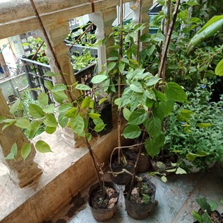 Cây chùm ớt,  Cây rạng đông
