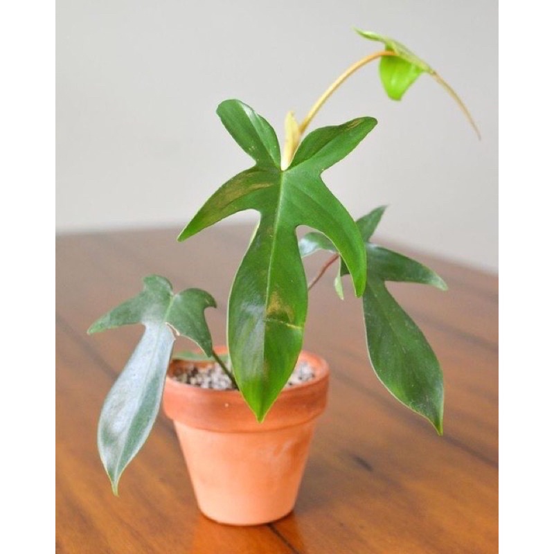 TRẦU BÀ ÉN XANH  - cây mô và cây đã thuần