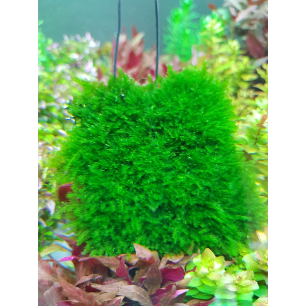 Vĩ buộc rêu inox