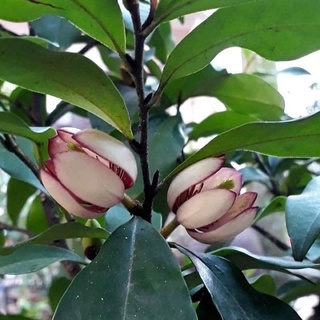 Hoa lan tiêu(tên khác là hàm tiếu )
