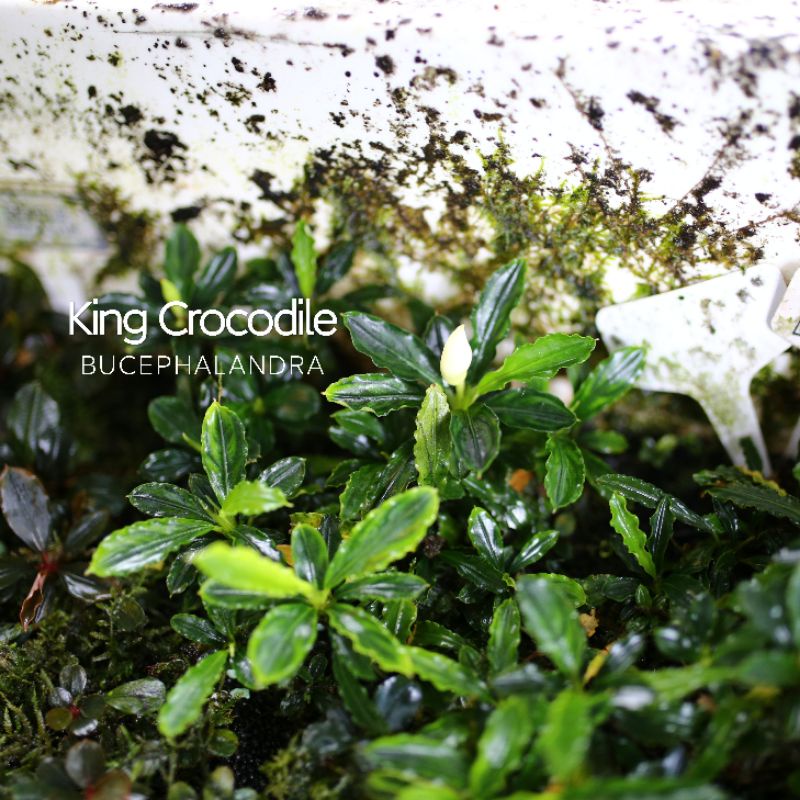 Bucep King Crocodile | Cây thủy sinh lá dài siêu đẹp | Hàng ngọn | Lá cạn