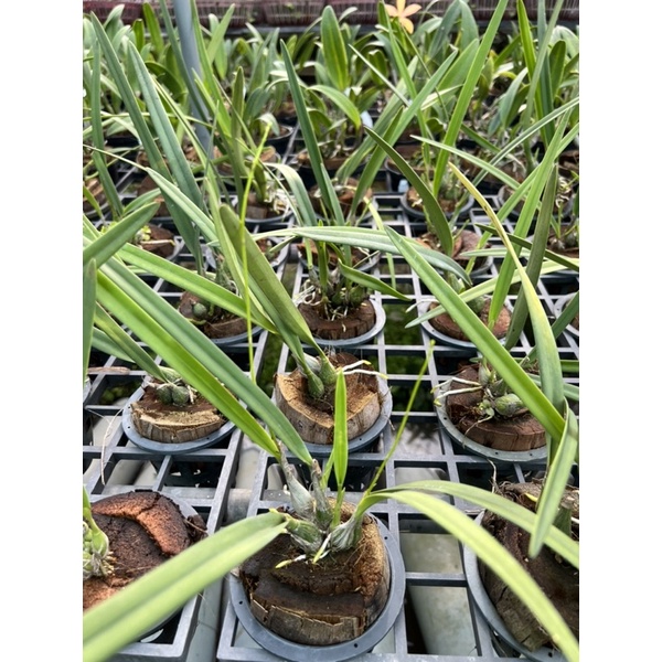 Lan sưu tầm Encylia Tampensis alba Var