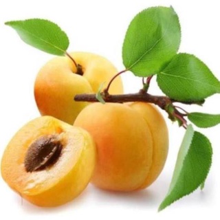 CÂY GIỐNG MƠ