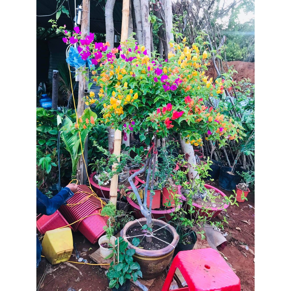 COMBO 5 CÂY HOA GIẤY  ĐẶC BIỆT - CÂY CÓ BẦU ĐẤT NHIỀU RỄ - MẦM KHỎE