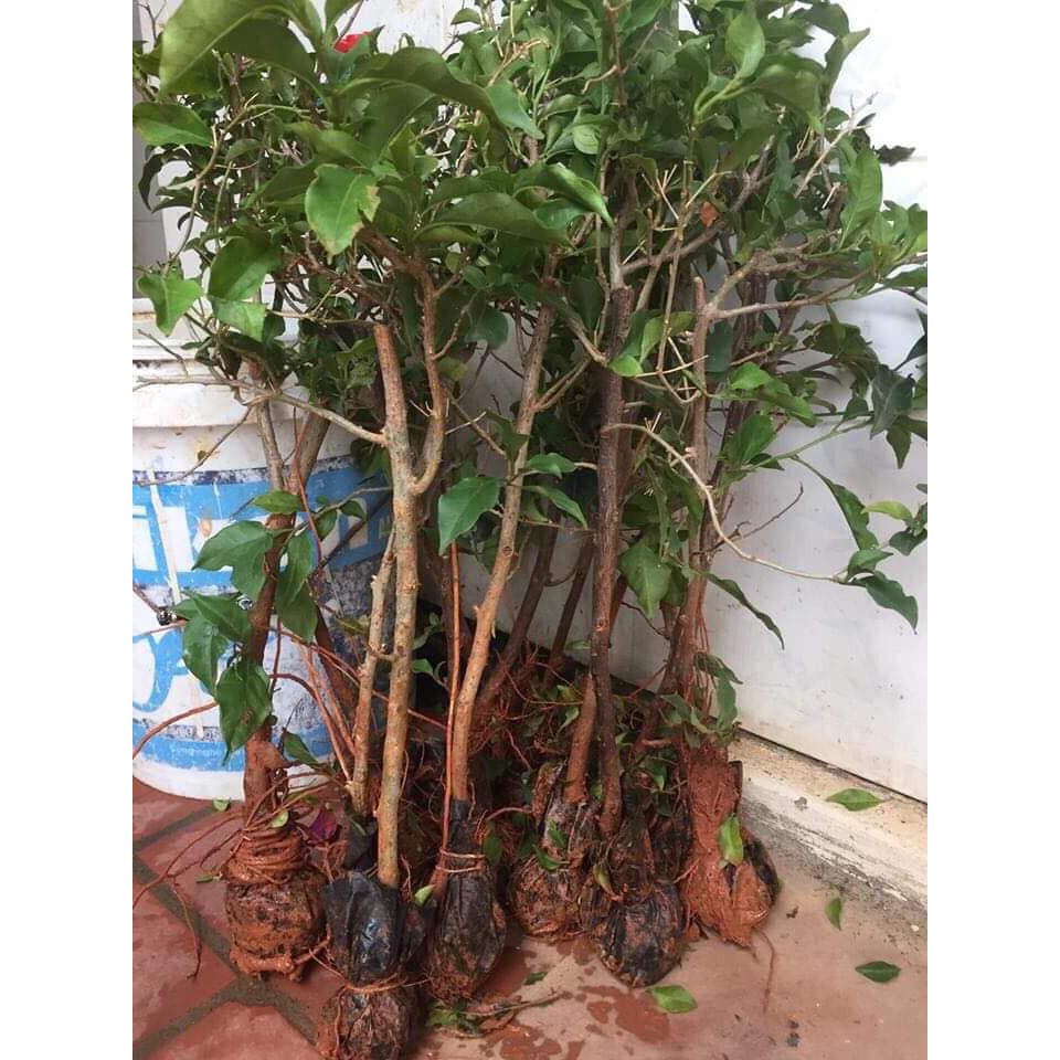 COMBO 5 CÂY HOA GIẤY  ĐẶC BIỆT - CÂY CÓ BẦU ĐẤT NHIỀU RỄ - MẦM KHỎE
